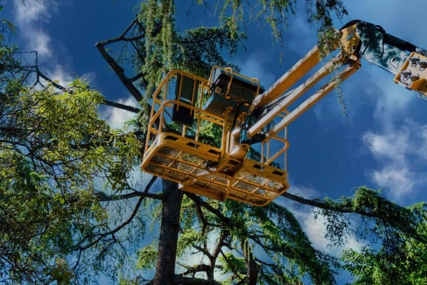 How Our Tree Care Process Works  in  Bangor, WI