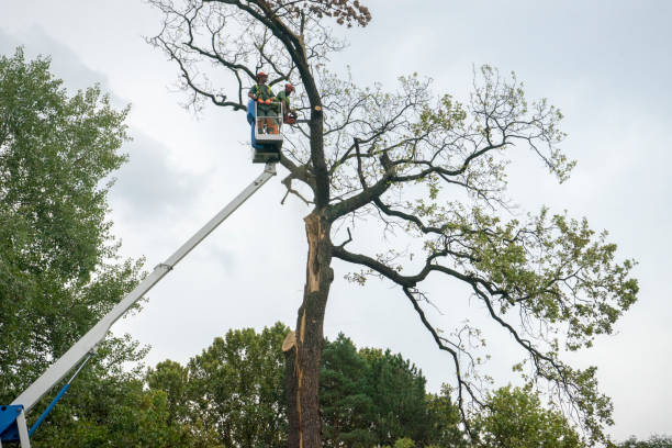 Best Arborist Consultation Services  in Bangor, WI